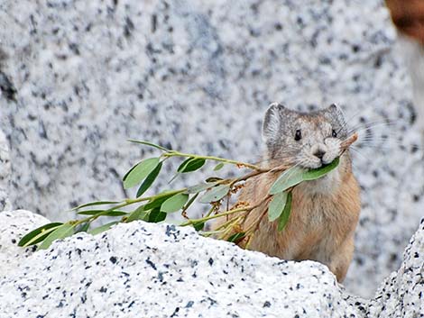 American Pika (Ochotona princeps)