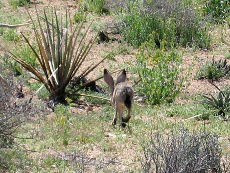 Black-tailed Jackrabbit (Lepus californicus)