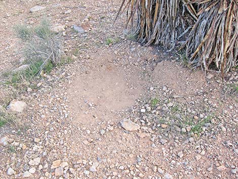 Black-tailed Jackrabbit (Lepus californicus)