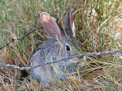 Desert Cottontail (Sylvilagus audubonii)