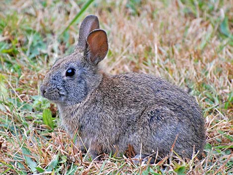 Brush Rabbit (Sylvilagus bachmani)