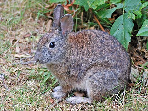 Brush Rabbit (Sylvilagus bachmani)