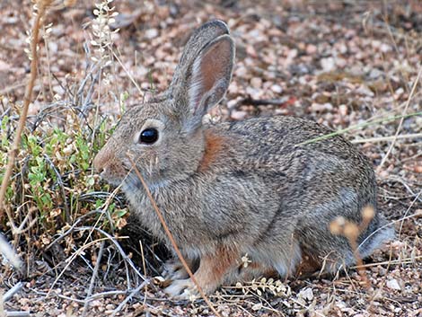 Mountain Cottontail (Sylvilagus nuttalli)