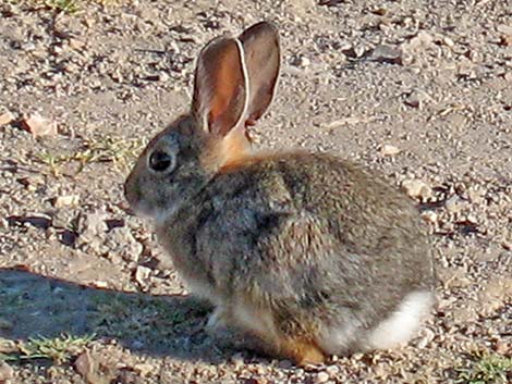 Mountain Cottontail (Sylvilagus nuttalli)