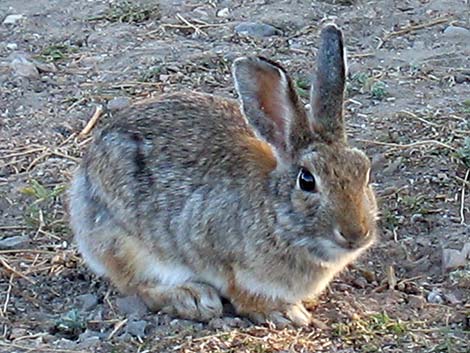 Mountain Cottontail (Sylvilagus nuttalli)