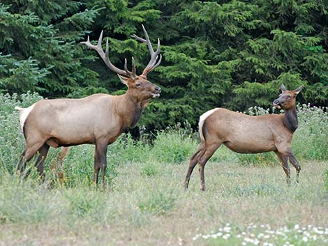 Elk (wapiti) (Cervus canadensis)