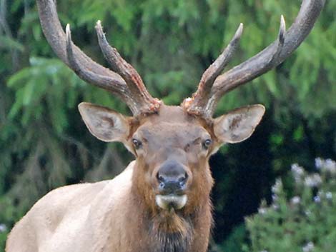 elk (wapiti) (Cervus canadensis)