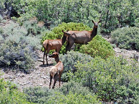 elk (wapiti) (Cervus canadensis)