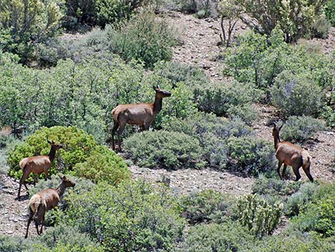 elk (wapiti) (Cervus canadensis)