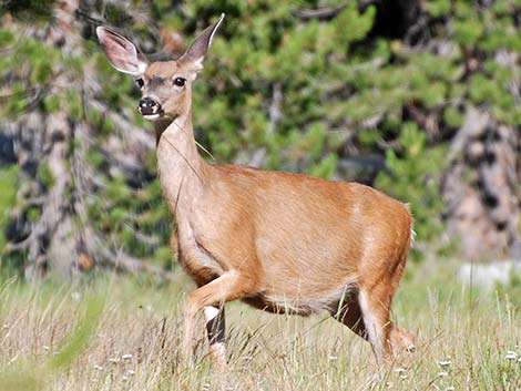 California Mule Deer (Odocoileus hemionus californica)