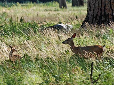 California Mule Deer (Odocoileus hemionus californica)