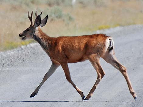 Mule Deer (Odocoileus hemionus)