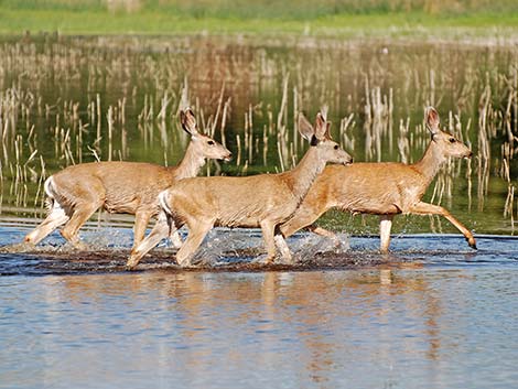 Mule Deer (Odocoileus hemionus)