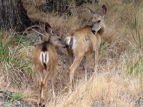 Mule Deer (Odocoileus hemionus)