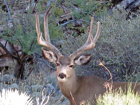 White-tailed Deer (Odocoileus virginiana)