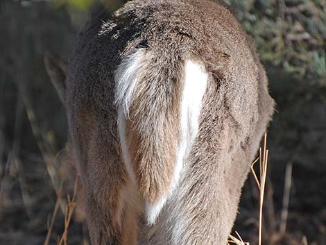 Coues White-tailed Deer (Odocoileus virginianus couesi)