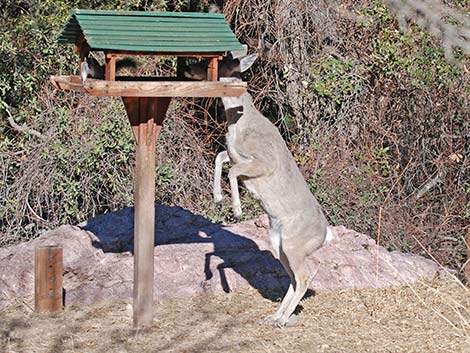 Coues White-tailed Deer (Odocoileus virginianus couesi)