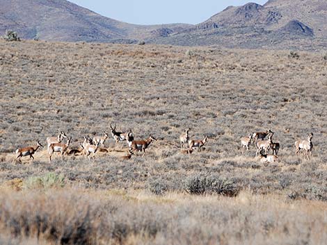 Pronghorn (Antilocapra americana)