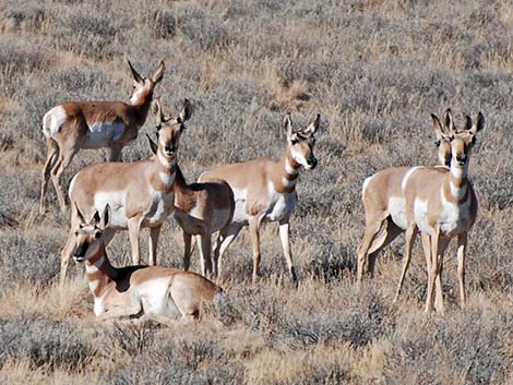 Pronghorn (Antilocapra americana)