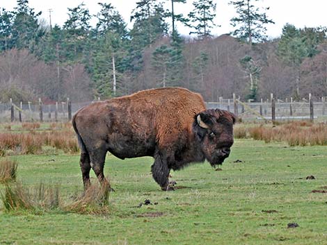 American Bison (Bison bison)