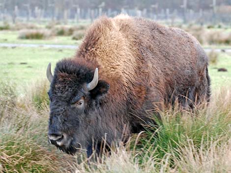 American Bison (Bison bison)