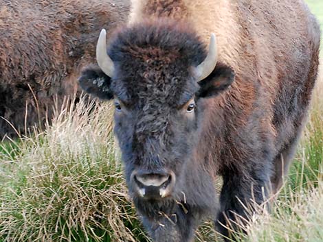 American Bison (Bison bison)