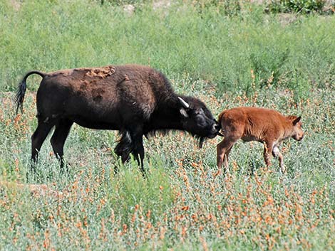 American Bison (Bison bison)