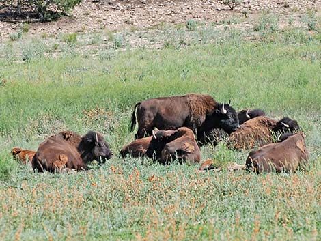 American Bison (Bison bison)