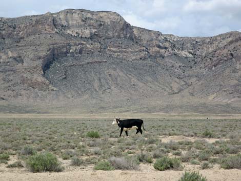 Domestic Cow (Bos taurus)