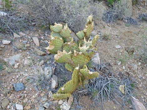 Pancake Cactus