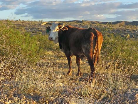 Domestic Cow (Bos taurus)