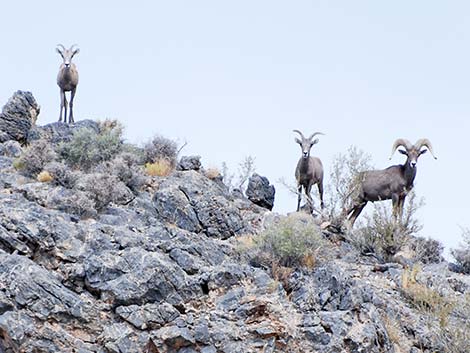 Desert bighorn sheep (Ovis canadensis)