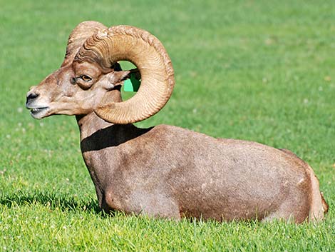 Desert bighorn sheep (Ovis canadensis)