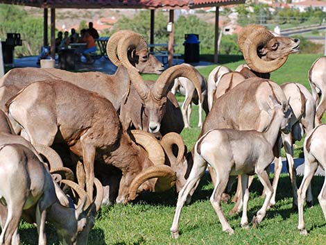 Desert bighorn sheep (Ovis canadensis)