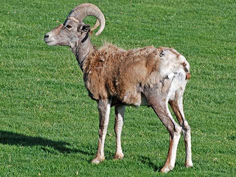 Desert bighorn sheep (Ovis canadensis)