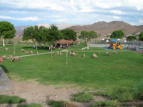 Desert bighorn sheep (Ovis canadensis)