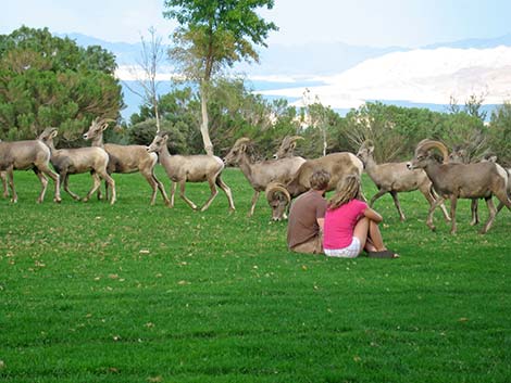 Desert bighorn sheep (Ovis canadensis)