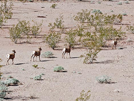 Desert Bighorn Sheep (Ovis canadensis)