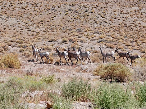 Desert Bighorn Sheep (Ovis canadensis)