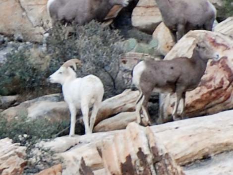 Desert bighorn sheep (Ovis canadensis)