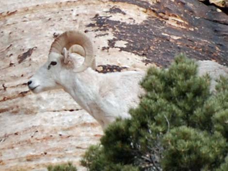 Desert Bighorn Sheep (Ovis canadensis)