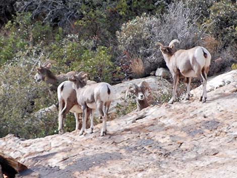 Desert bighorn sheep (Ovis canadensis)