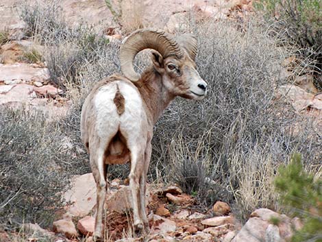 Desert Bighorn Sheep (Ovis canadensis)