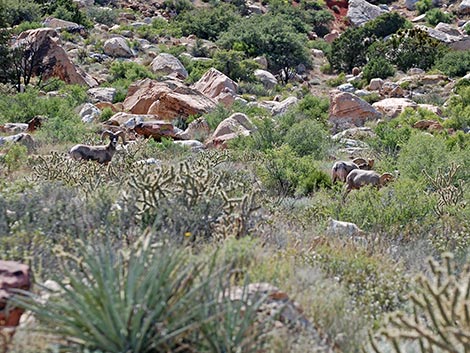 Desert Bighorn Sheep (Ovis canadensis)