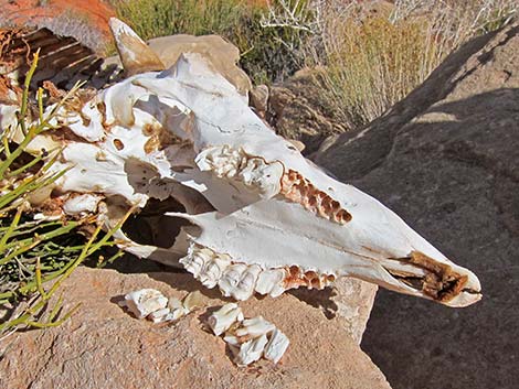 Desert Bighorn Sheep (Ovis canadensis)