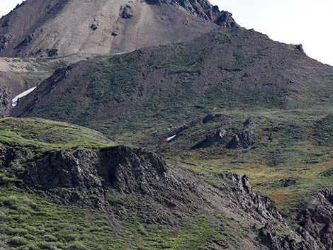 Dall Sheep (Ovis dalli)