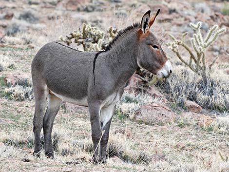 Wild Burro (Feral Ass) (Equus asinus)