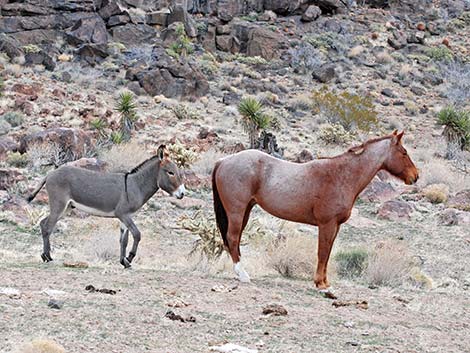 Feral Horse (Equus caballus)