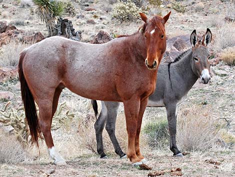 Feral Horse (Equus caballus)