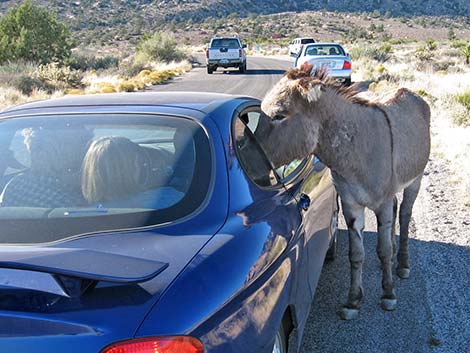 wild burro (feral ass) (Equus asinus)